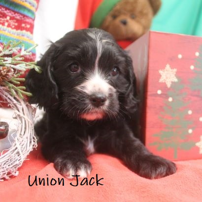 puppy, for, sale, Cockilier, Joe & Cherri  Overlease, dog, breeder, Miller, MO, dog-breeder, puppy-for-sale, forsale, nearby, find, puppyfind, locator, puppylocator, aca